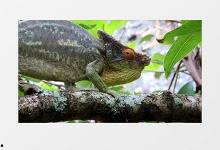 变色龙视频,揭秘自然界中的变色大师